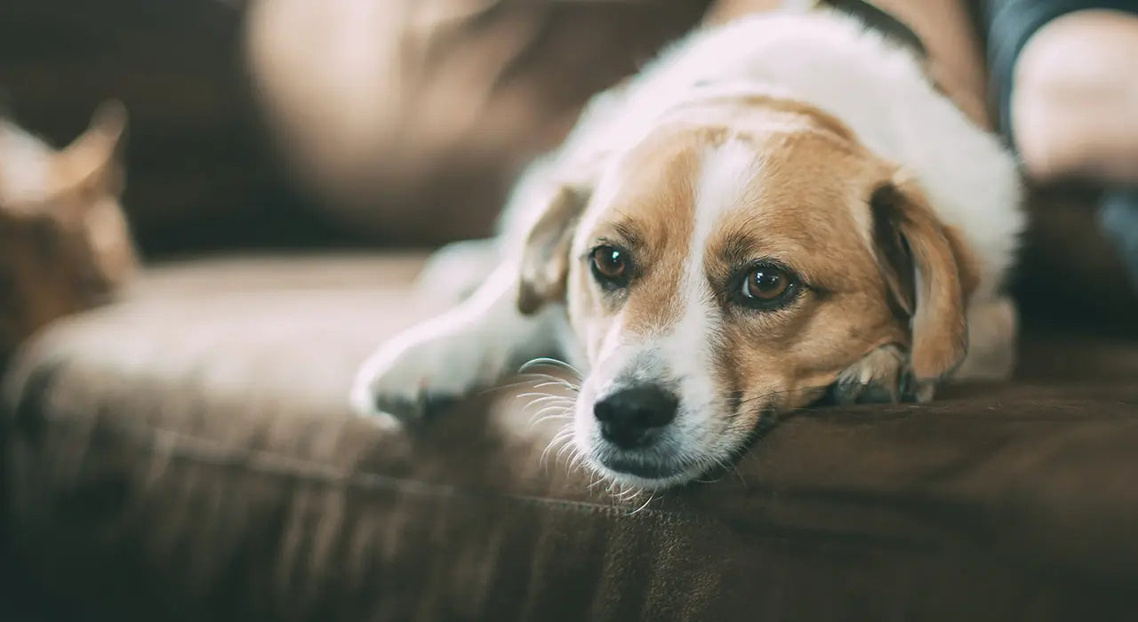 Das perfekte Sofa für Hundebesitzer