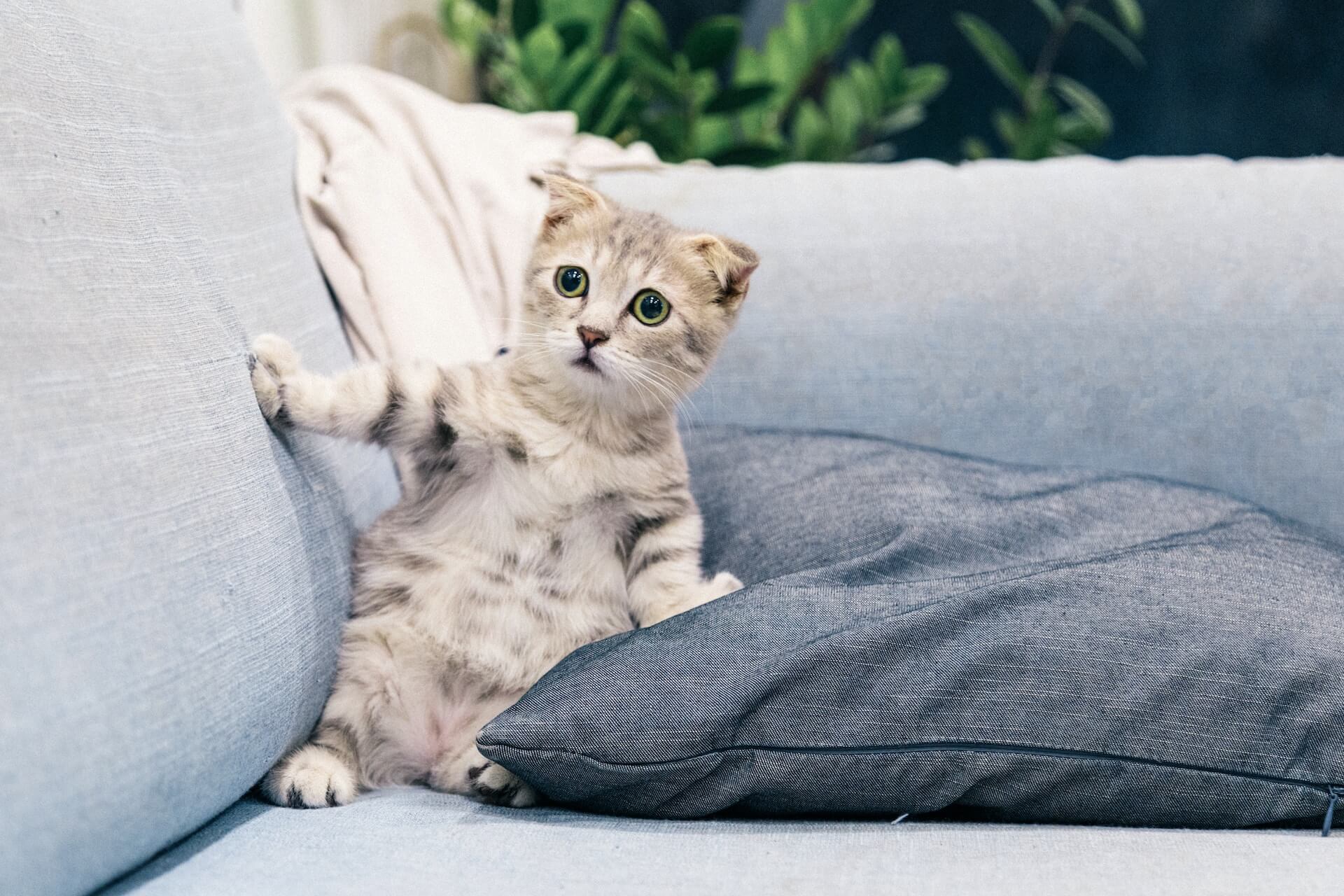 Möbelschutz für Katzen: Tipps und Tricks für ein harmonisches Zusammenleben