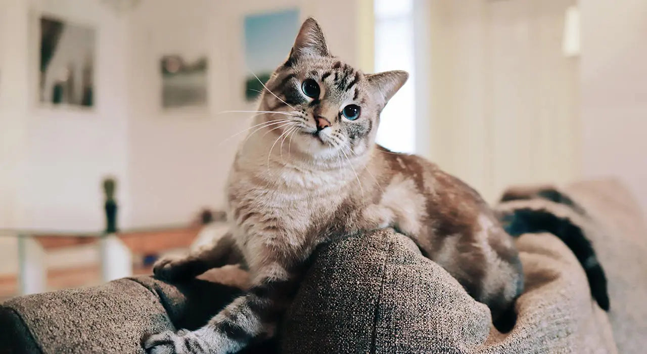 Katzenfreundliches Sofa: So schützt du die Couch vor den fiesen Krallen